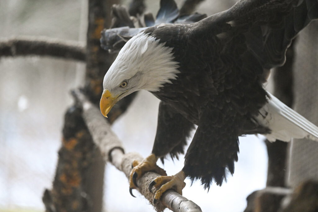 Eagle. Photo Credit: Maine Wildlife