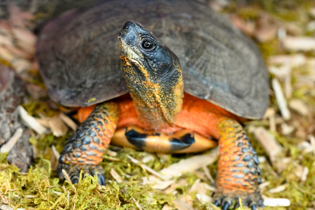 Turtle. Photo Credit: Maine Wildlife Park