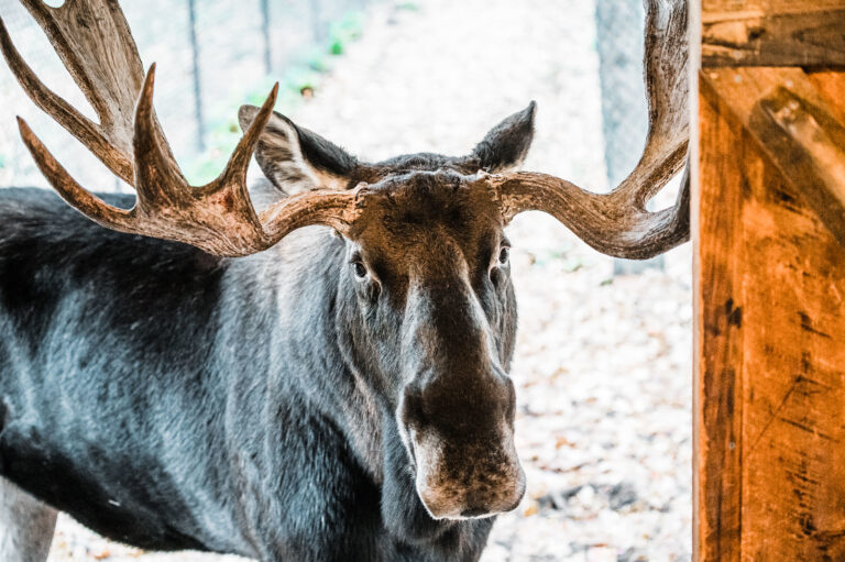 Moose. Photo Provided by Maine Wildlife Park