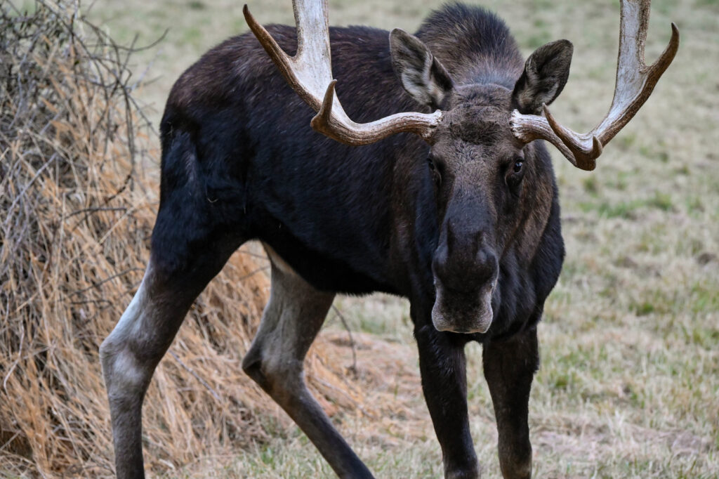 Moose. Photo Provided by Maine Wildlife Park