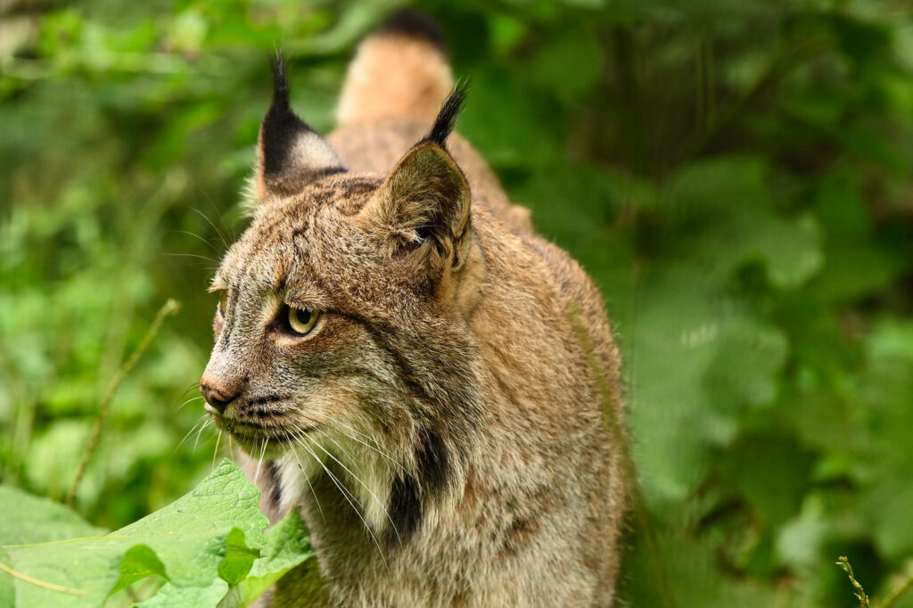 Lynx. Photo Credit: Maine Wildlife Park