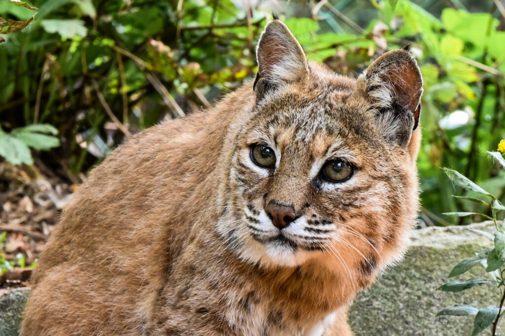 Bobcat. Photo Credit: Maine Wildlife Park