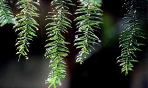 Pine needles. Photo Provided by Green Tree Event Consultants