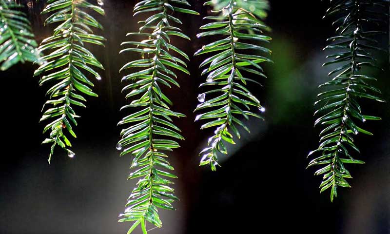 Pine needles. Photo Provided by Green Tree Event Consultants