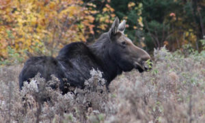 Moose. Photo Provided by Northeast Whitewater Lodge & Guide Service