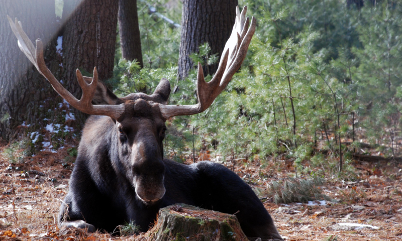 Moose. Photo Provided by Maine Wildlife Park