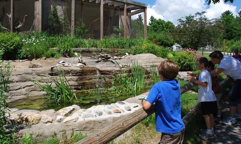 Outdoor Exhibit. Photo Provided by Maine Wildlife Park
