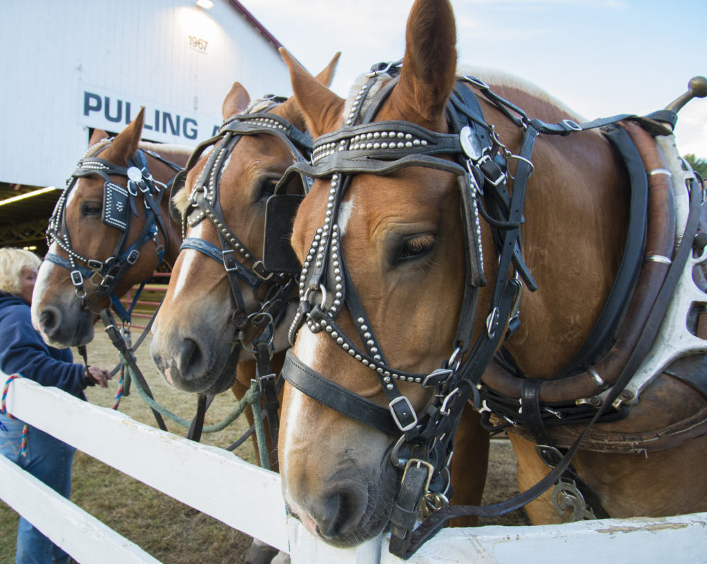 Horses at Cumberland Fair, Photo Credit: Chris Riccardo Horses at Cumberland Fair