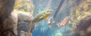 L.L.Bean Fish, Photo Credit Serena Folding