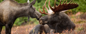 Two Moose Lounging in a Field