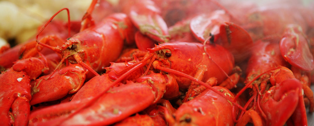 Lobsterbake, Photo Credit; Focus Photography Lobsterbake, Photo Credit; Focus Photography