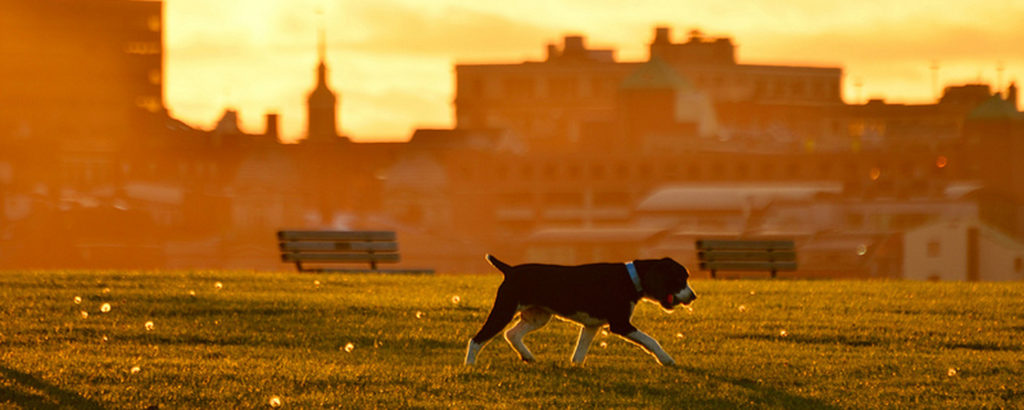 Portland Dog Sunset, Photo Credit: Corey Templeton Portland Dog Sunset, Photo Credit: Corey Templeton