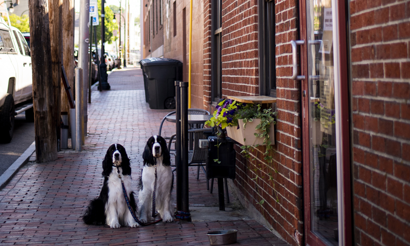 Dogs on Sidewalk. Photo Credit: Capshore Photography Dogs on Sidewalk. Photo Credit: Capshore Photography