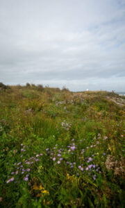Cape Elizabeth Land Trust, Photo Credits: Serena Folding
