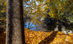 Pratt's brook Park Photo Credit Serena Folding