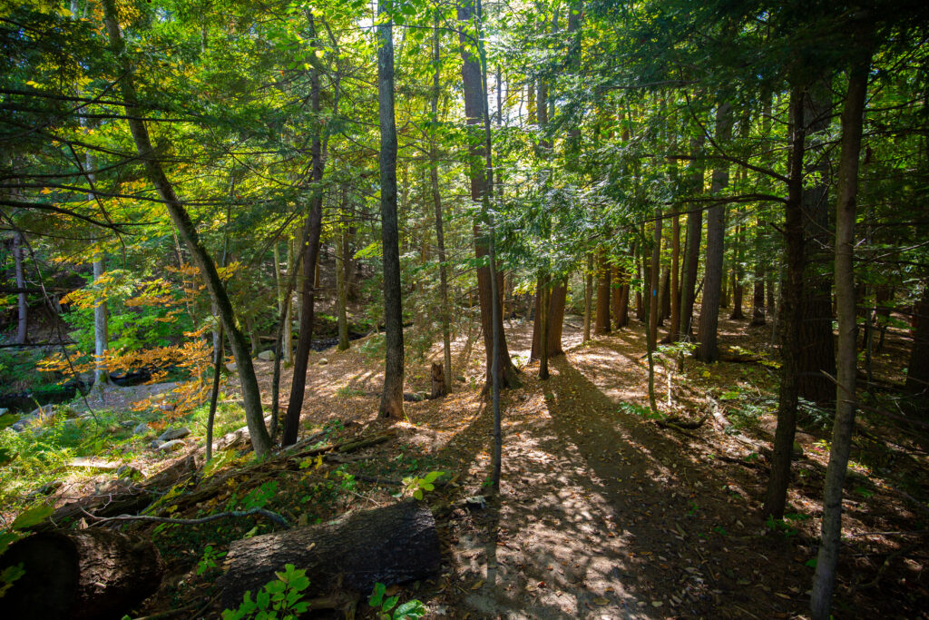 Mill Brook Preserve Photo Credits: Serena Folding Mill Brook Preserve, Photo Credits: Serena Folding