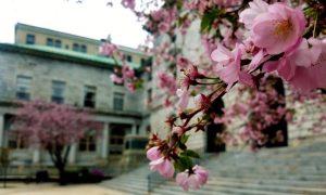 Spring at City Hall, Photo Credits: Emily Marquis
