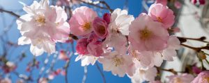 City Hall Cherry Blossoms, Photo Credits: Serena Folding