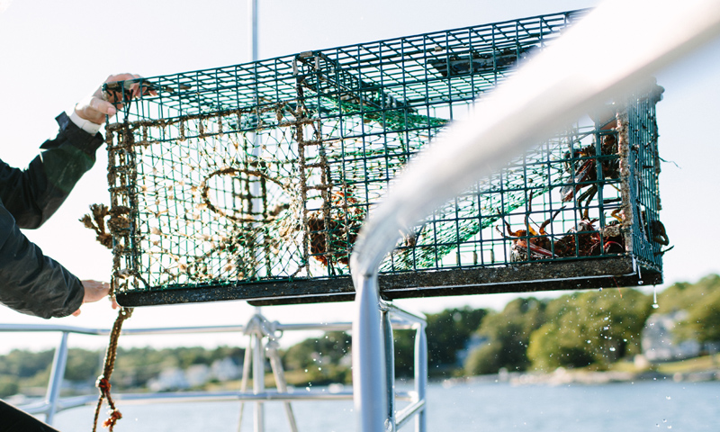 Trap. Photo Credit: Megan Clouse