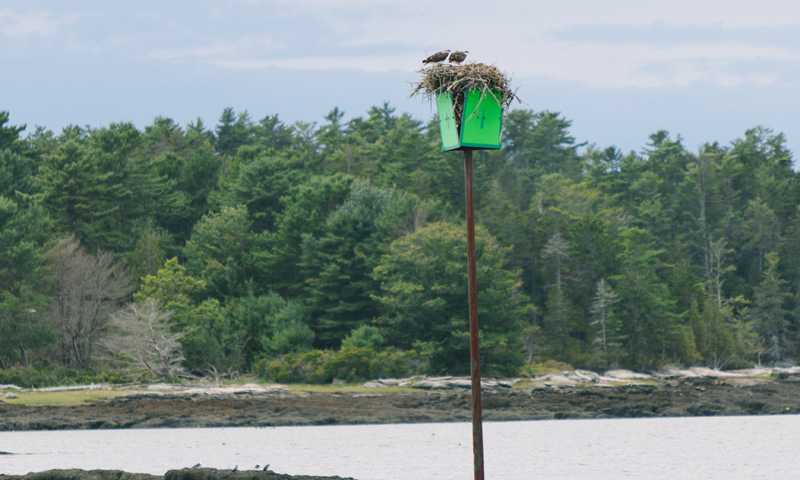 Bird's Nest. Photo Credit: Megan Clouse