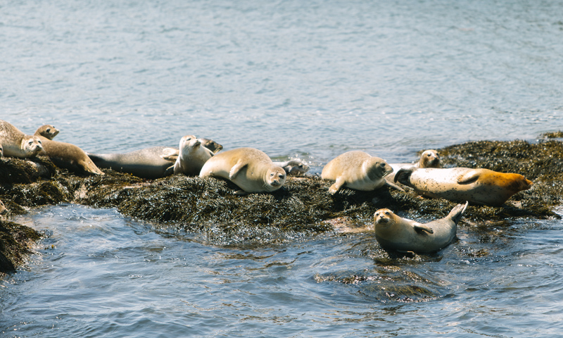 Seals. Photo Credit: Megan Clouse