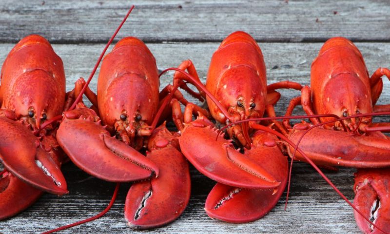 Live Maine Lobsters. Photo Credit: Get Maine Lobster Live Maine Lobsters. Photo Credit: Get Maine Lobster