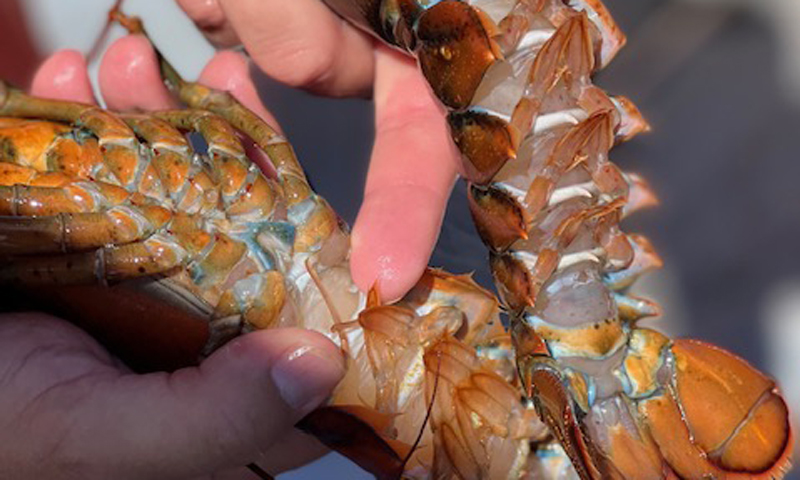 Lobster Tails. Photo Provided by Rugosa Lobster Tours