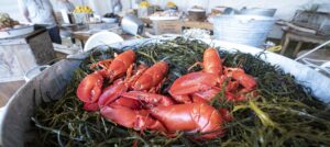Group Lobsterbake, Photo Credit: Ian Wagreich Photography
