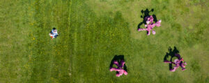 Art sculptures in field, Photo credit to Capshore Photography