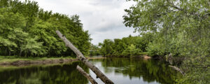 Branch over water, Photo credit to Capshore Photography