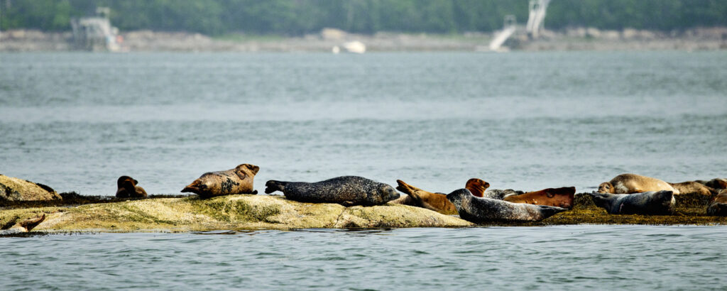 Seals sunbathing, Photo credit: Lone Spruce Creative, courtesy of Maine Office of Tourism Photo credit: Lone Spruce Creative, courtesy of Maine Office of Tourism