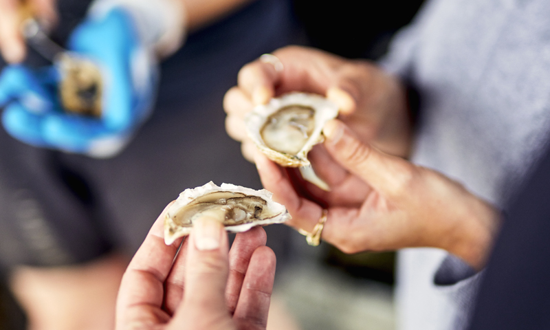 Oysters, Photo credit: Lone Spruce Creative, courtesy of Maine Office of Tourism Oysters, Photo credit: Lone Spruce Creative, courtesy of Maine Office of Tourism