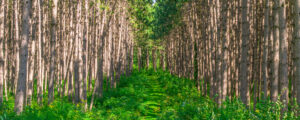 Cunningham farms wooded area, Photo Credit: PGM Photography