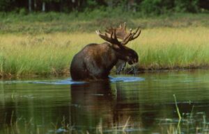 Moose in Maine, Photo courtesy of Maine Office of Tourism