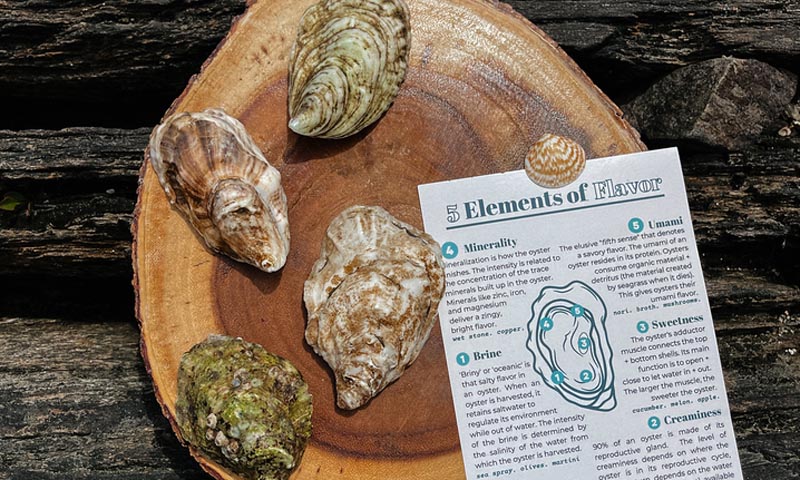 Oysters. Photo Credit: The Briny Babe, LLC Oysters. Photo Credit: The Briny Babe, LLC