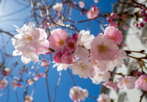 Cherry Blossoms. Photo Credit: Serena Folding Photography