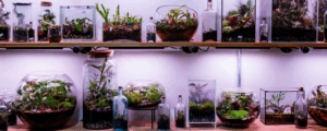Terrarium, Photo Credit: Capshore Photography