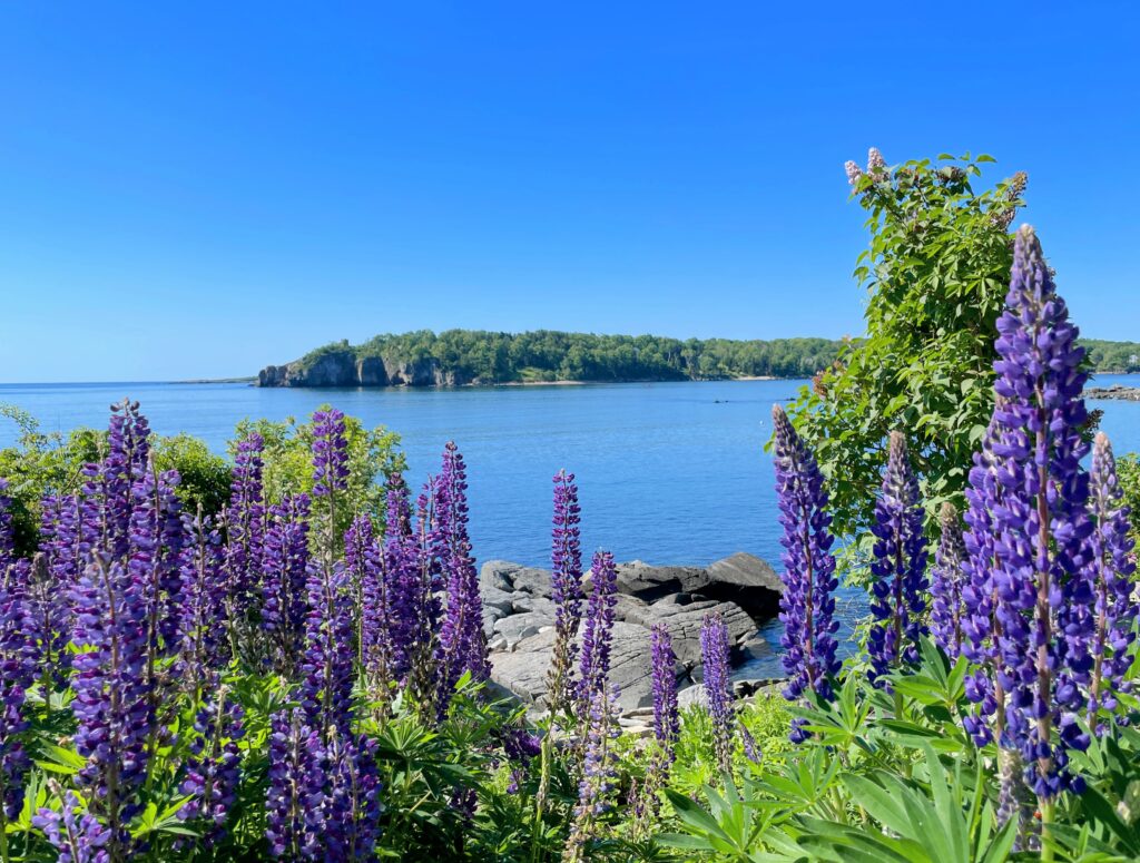 Lupine. Photo Credit: Fifth Maine Museum