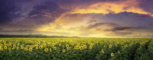 Field of Flowers. Photo Credit: Christopher A Mills