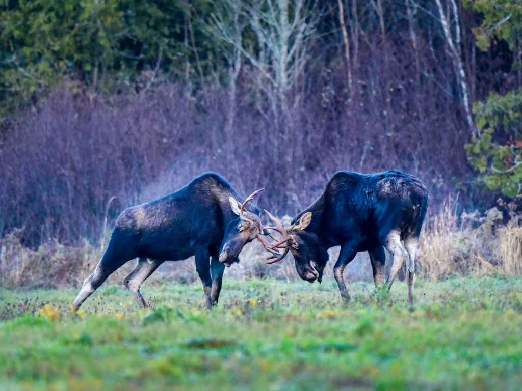Moose. Photo Credit: Paul Cyr
