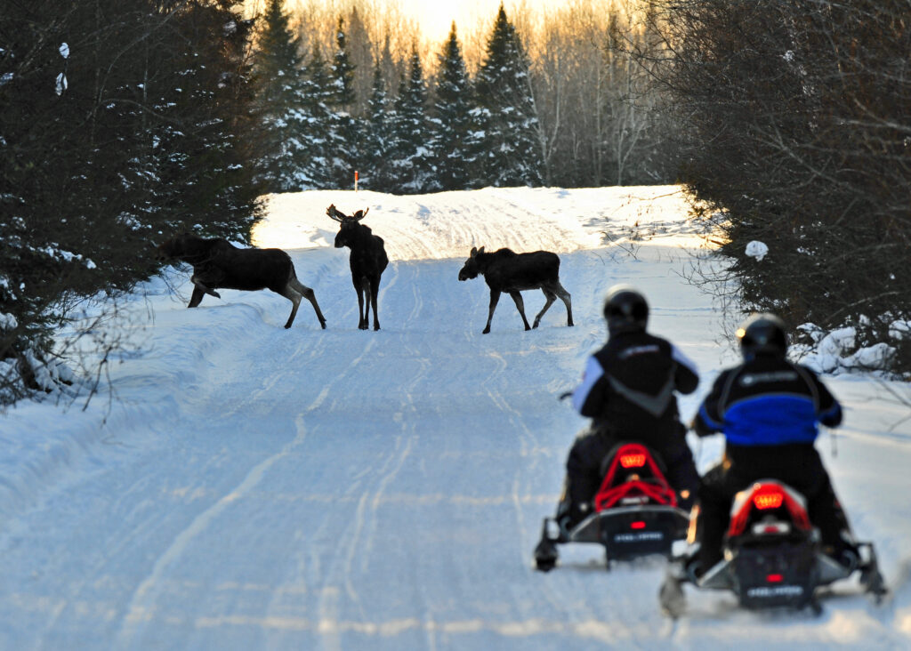Moose sighting while snowmobiling in Aroostook County. Photo Credit: Paul Cyr