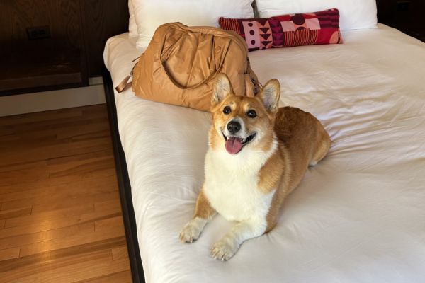 One Fee, Endless Pawsibilities - Photo Credit: The Francis