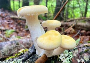 Mushroom ID Walk - Photo Credit: Pineland Farms