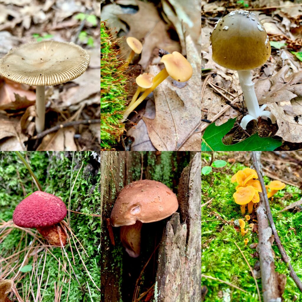Mushroom Identification Walk - Photo Courtesy of Pineland Farms