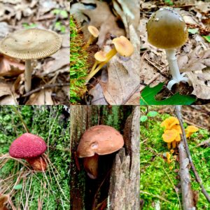 Mushroom Identification Walk - Photo Courtesy of Pineland Farms