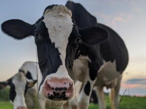 Cheesemaking and Dairy Tour - Photo Courtesy of Pineland Farms