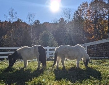 Farmyard Helper - Photo Courtesy of Pineland Farms