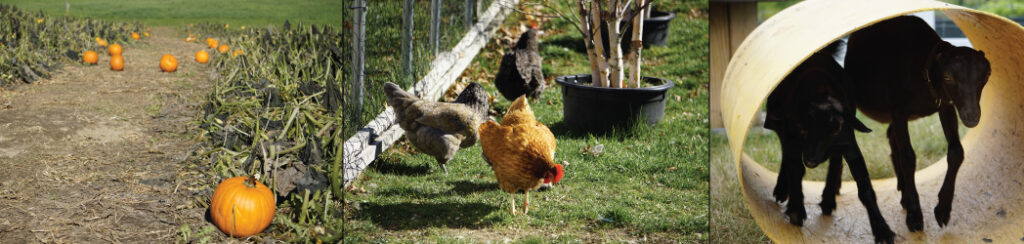 Play Days at Pineland, 2-4 Y/O - Photo Courtesy of Pineland Farms