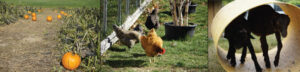 Play Days at Pineland, 2-4 Y/O - Photo Courtesy of Pineland Farms