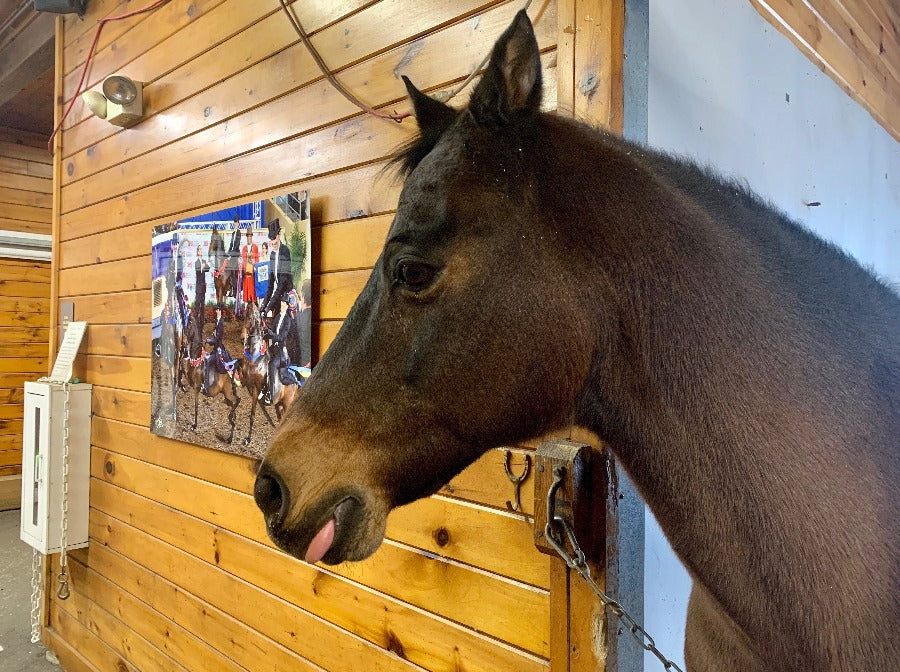 Afternoon at Equestrian Center - Photo Courtesy of Pineland Farms